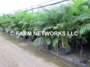 15 Gallon Areca Palm Tree