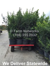 25 Gallon South Florida Podocarpus