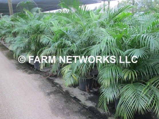 Areca Palm Broward