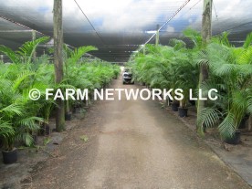 Areca Palm for Sale