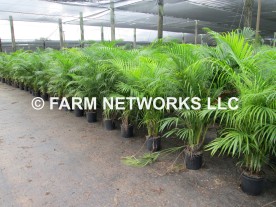 Areca-Palm-Nursery