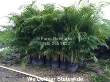 Areca Palm Trees Broward