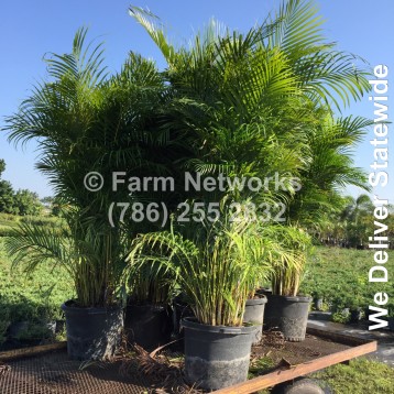 Areca Palm Trees Jupiter, FL
