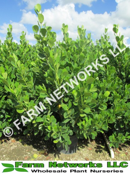 clusia plant cost,clusia nursery,coral springs plant nurseries,