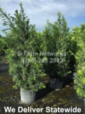 homestead podocarpuspodocarpus maki 25 gal Nursery