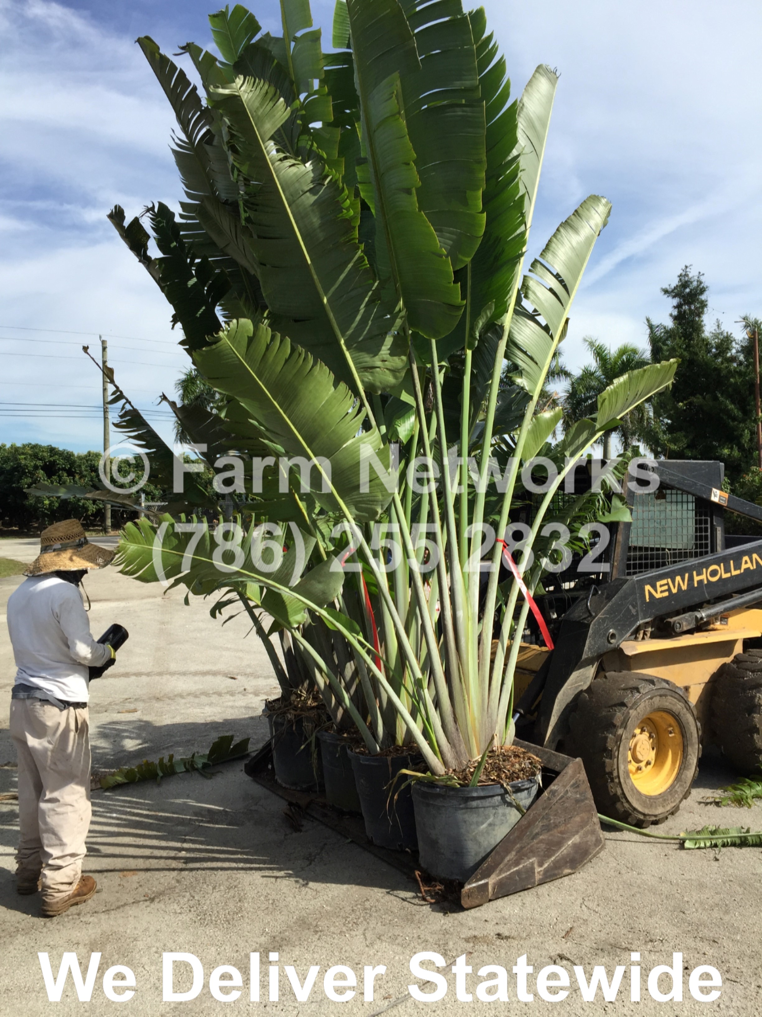 travellers palm for sale near me